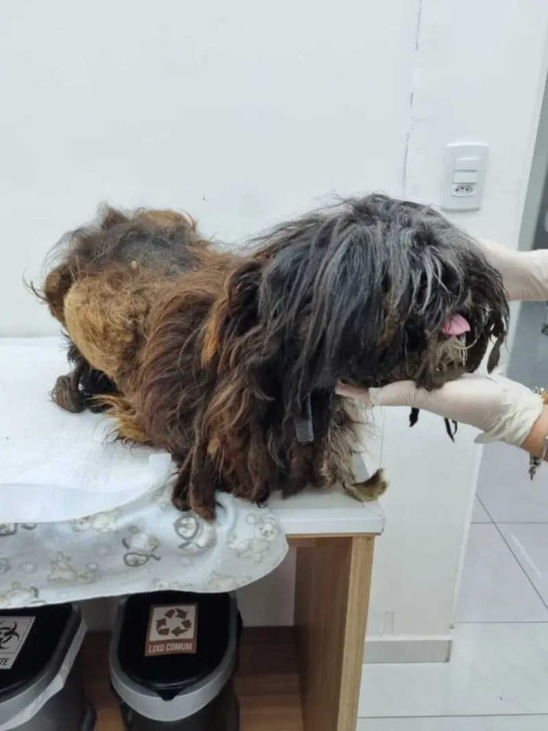 Homem que mutilava cães com canivete e postava nas redes sociais é preso na Grande Curitiba