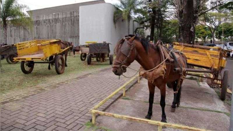 Proibição de veículos de tração animal em Londrina (PR) será debatida em audiência pública