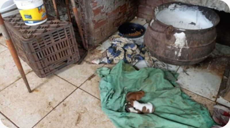 Polícia encontra cães e aves abandonados em ambiente insalubre, em Maringá, PR
