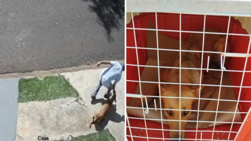 Vídeo flagra homem arrastando cachorro pela orelha em Maringá, PR