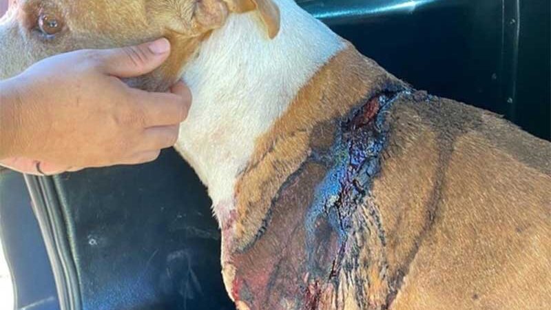 Cachorro fica em estado grave após ser ferido com machadadas em Paranavaí, PR