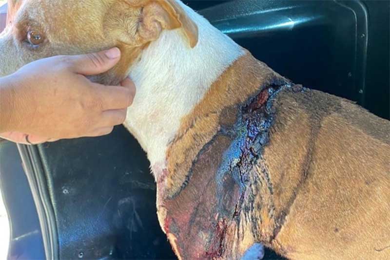 Cachorro fica em estado grave após ser ferido com machadadas em Paranavaí, PR