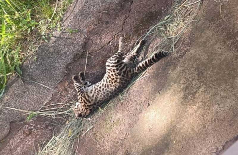 Gato-do-mato é encontrado morto em São Miguel do Iguaçu, PR