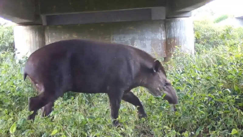 Vídeo mostra animais passeando nas passagens de fauna das rodovias do Paraná