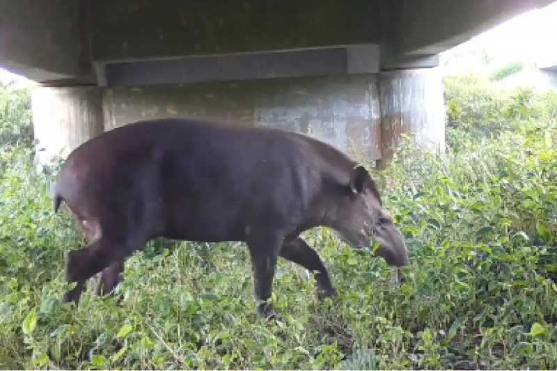 Vídeo mostra animais passeando nas passagens de fauna das rodovias do Paraná