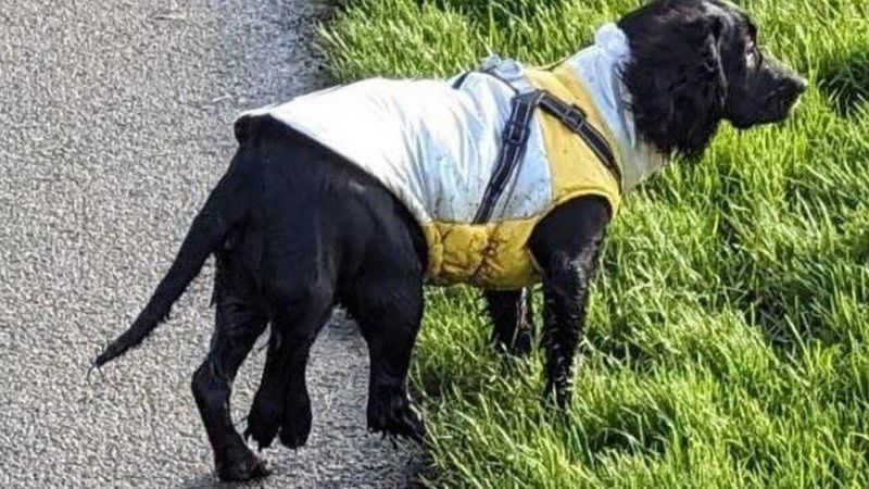 A cachorra de seis patas que causou comoção ao ser abandonada e recebeu onda de doações