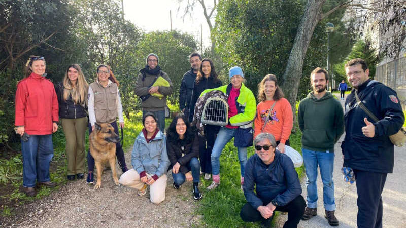 Foram precisos 13 voluntários e um cão para apanhar coelho abandonado em Lisboa