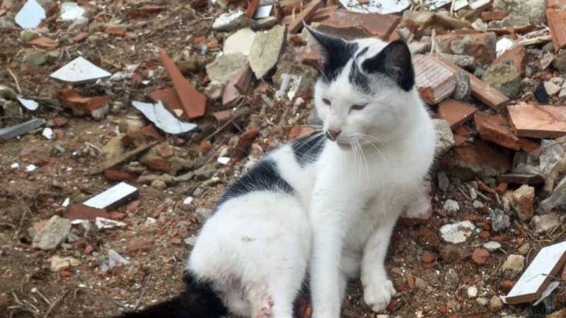 Gato que ficou ferido após atropelamento em Lisboa tem de amputar pata