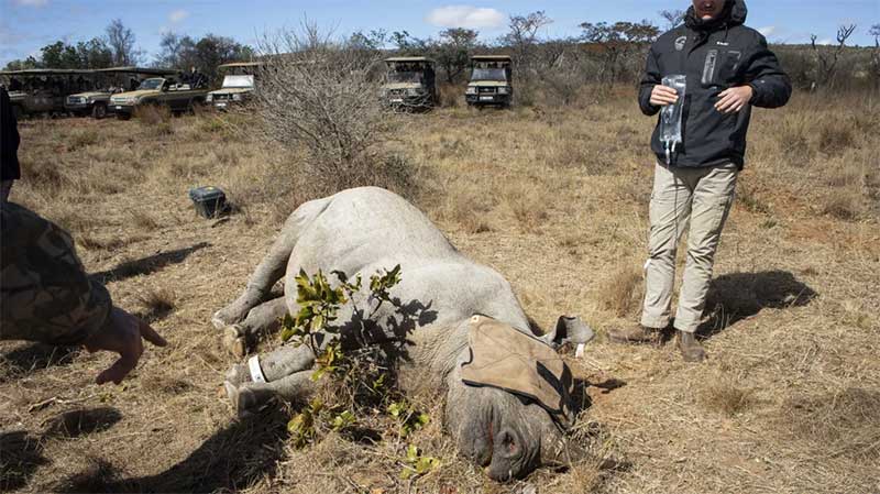 Quénia iniciou realojamento delicado de 21 rinocerontes negros