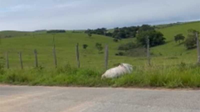 Cavalo e égua são mortos a tiros e deixados à margem de estrada em Lagoa de Cima, Campos, RJ