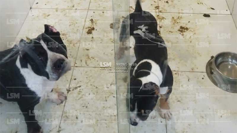 Cachorros são flagrados sofrendo maus-tratos em hotel canino de Maricá, RJ