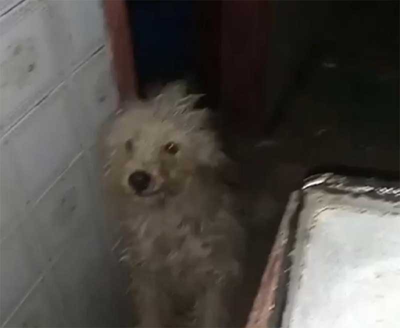 Cachorro em situação de maus-tratos é resgatado no Quitandinha, em Petrópolis, RJ