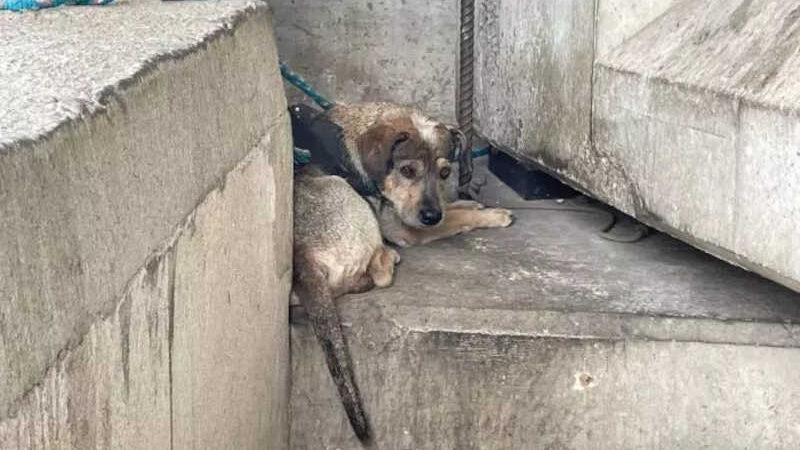 Rio: animais são abandonados e amarrados em viaduto às margens da avenida Brasil, no Caju; VÍDEO