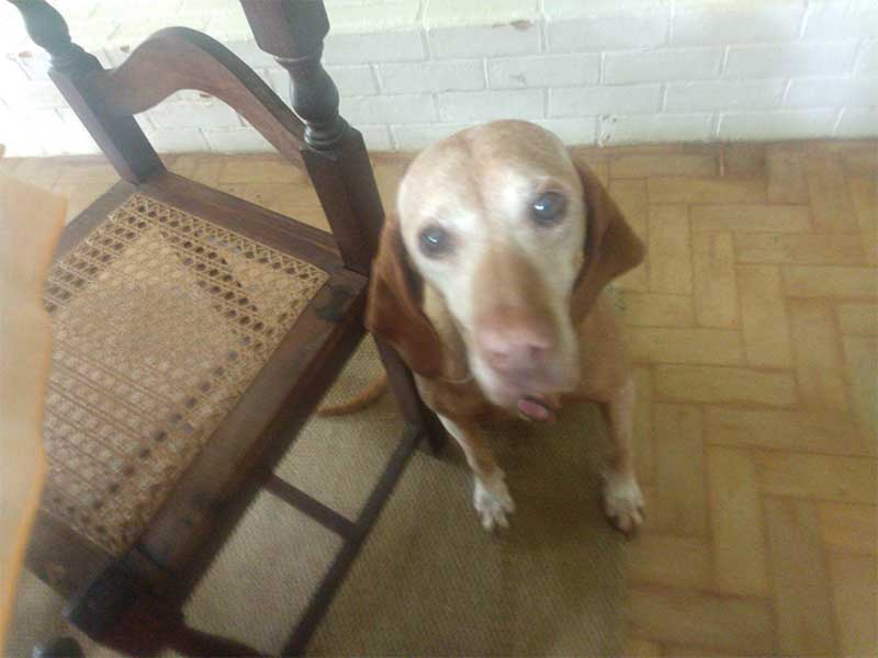 Fogos: ano começa com muitos cachorros desaparecidos em Teresópolis, RJ