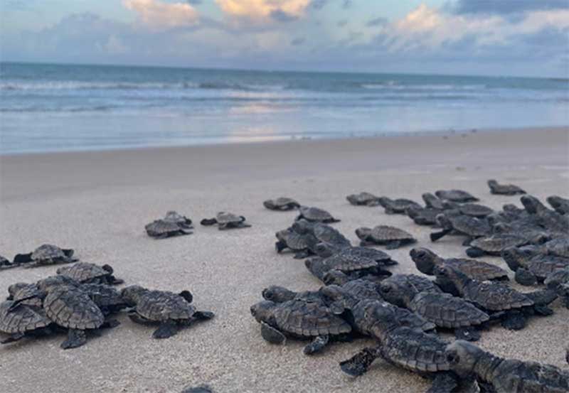 Biólogos fazem apelo para proteção de tartarugas nas praias urbanas de Natal