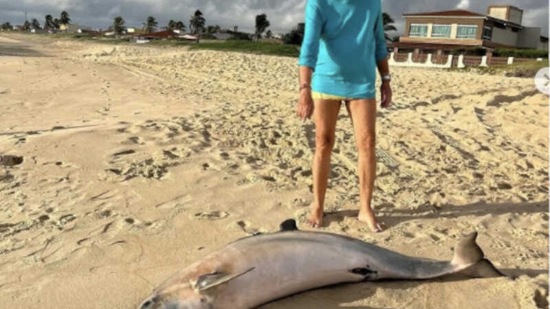 Golfinho aparece morto com machucados na praia de Pitangui, no RN