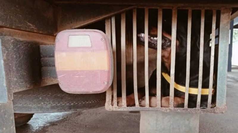 PRF prende motorista que transportou cachorro e gato debaixo de caminhão baú, em Ji-Paraná, RO