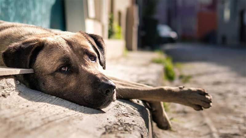 Lei contra o acorrentamento de animais é aprovada em Camaquã, RS
