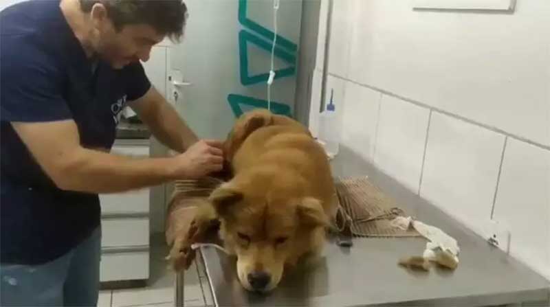 Cachorra é vítima de maus-tratos ao ser arrastada por veículo por 1 km em Encantado, RS