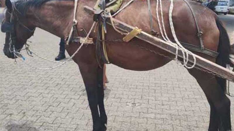 Prefeitura de Gravataí (RS) faz mais um recolhimento de carroça e cavalo em situação de maus-tratos