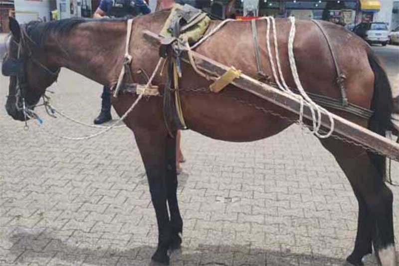 Prefeitura de Gravataí (RS) faz mais um recolhimento de carroça e cavalo em situação de maus-tratos