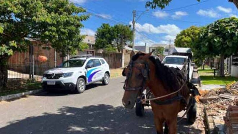 Lei Tubiana: casos de maus-tratos a cavalos têm queda de 90% após proibição de carroças em Gravataí, RS