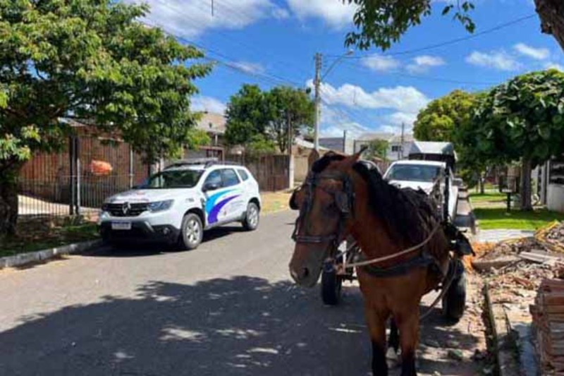 Lei Tubiana: casos de maus-tratos a cavalos têm queda de 90% após proibição de carroças em Gravataí, RS