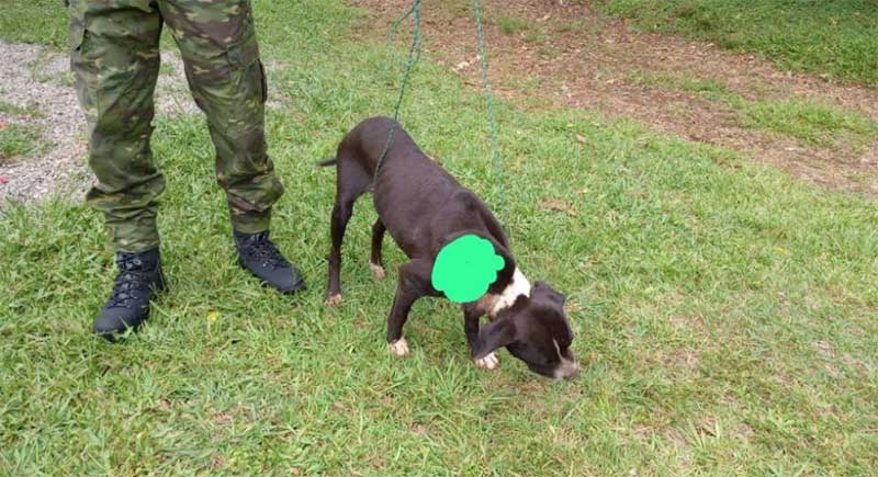 Cão ferido recebe ajuda do Batalhão Ambiental de Lagoa Vermelha, RS