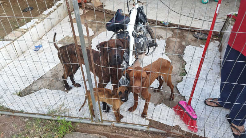 Morador de Nova Hartz (RS) é encaminhado à delegacia por maus-tratos a animais