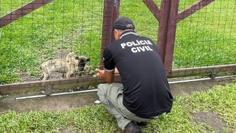 Polícia Civil prende, em Osório (RS) pessoa por maus-tratos de animais e dois cães são resgatados