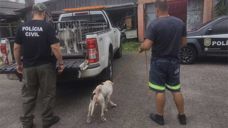 Operação É o Bicho resgata cães em situação de maus-tratos no RS