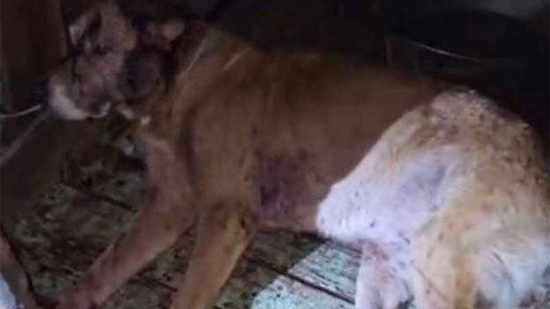 Idosa é presa por tentar matar cachorro com golpes de facão, em Santa Cruz do Sul, RS