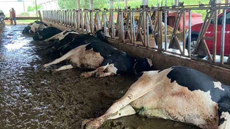 Descarga elétrica causa morte de animais em propriedade rural de Santo Augusto, RS