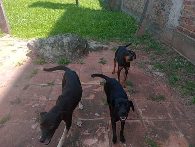 Idosa é presa por maus-tratos a animais em São Borja, RS