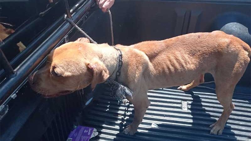 Brigada Militar e Bombeiros resgatam cão em situação de maus-tratos em Vacaria, RS