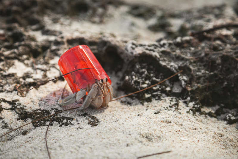 Caranguejos pensam que lixo plástico são conchas; entenda