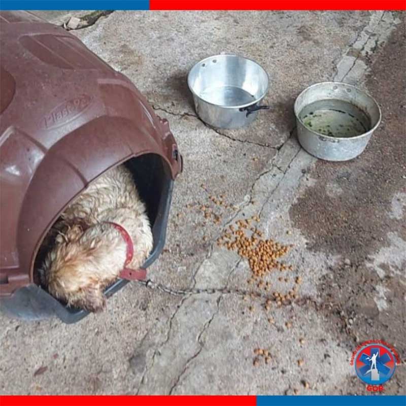 IMAGENS FORTES: cachorro é resgatado de caso grave de maus-tratos em Araquari, SC
