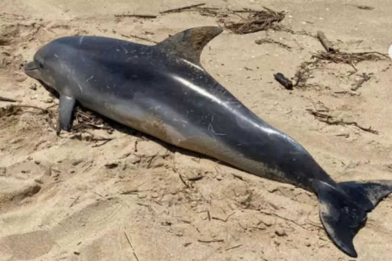 Golfinho é encontrado morto em Barra do Sul (SC) e marcas indicam ‘crueldade’ humana