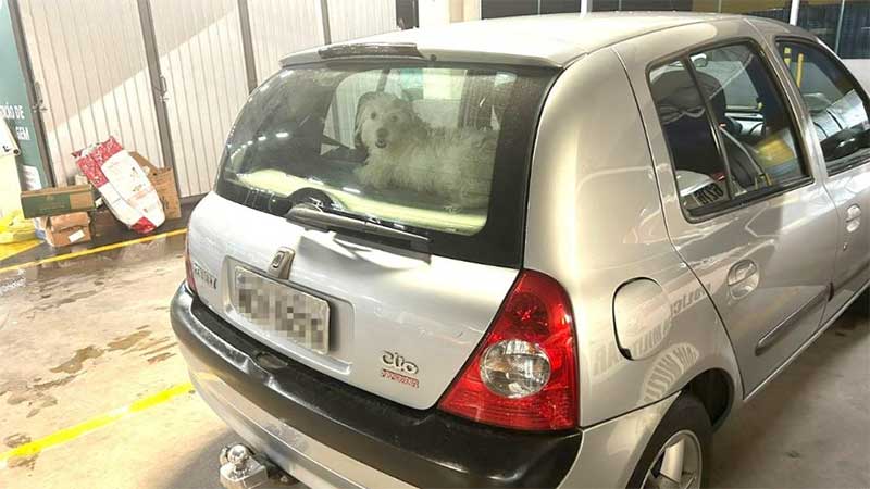 Cão fica horas trancado em carro enquanto tutores vão a shopping em Blumenau, SC