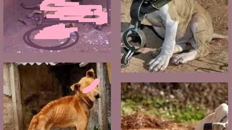 Detida mulher acusada por maus-tratos contra animais em Concórdia, SC