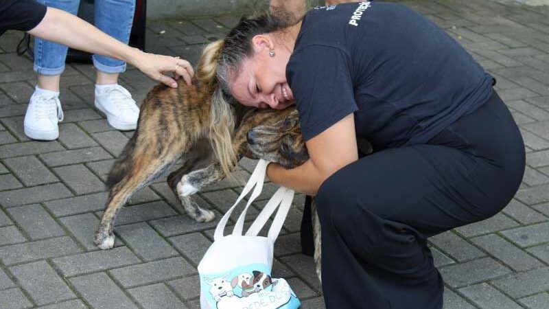 Recolhimento de cães comunitários motiva protesto de protetores contra prefeitura em Criciúma, SC