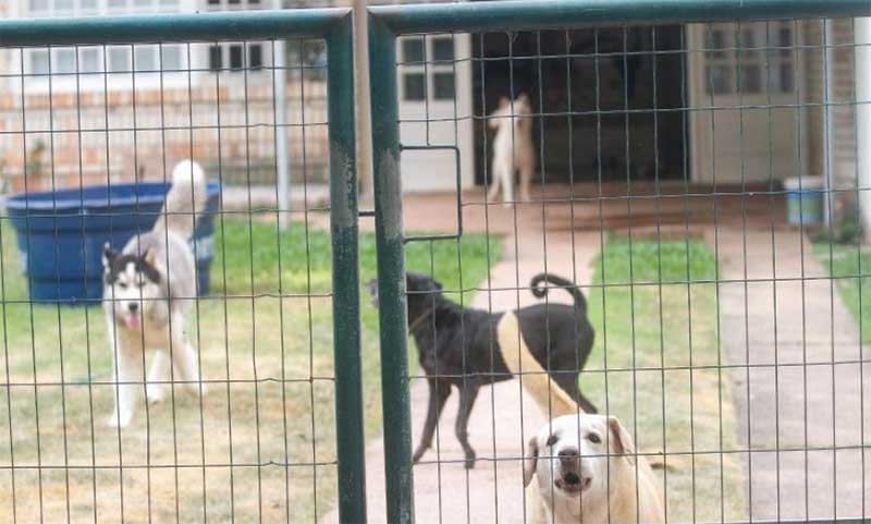 Floripa: cães sofrem maus-tratos em Jurerê Internacional e vizinhos suspeitam de canil clandestino