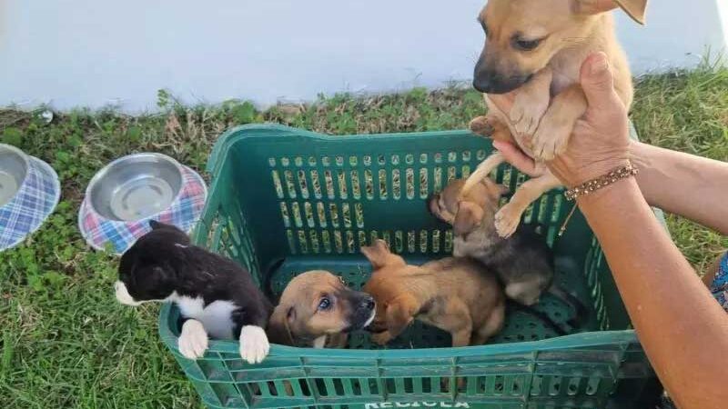 Filhotes de cães são abandonados em Florianópolis, e Dibea cita falta de estrutura para acolher