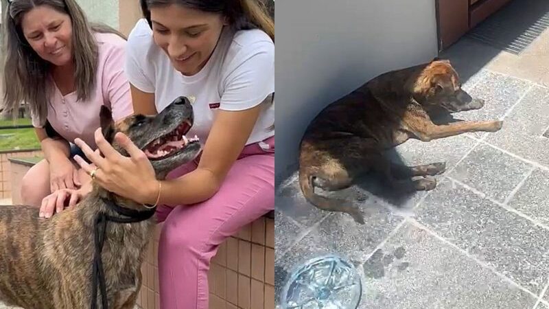 Cachorro perdido percorre 30 km até reencontrar família em Florianópolis, SC