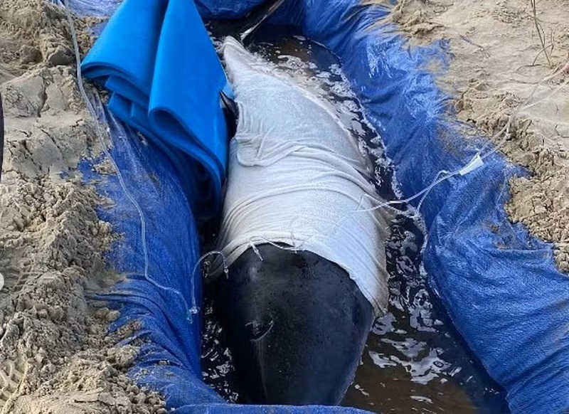 Golfinho de 150 kg é colocado em ‘piscina improvisada’ na praia após encalhar em SC