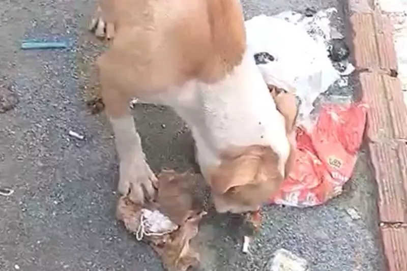 VÍDEO: cães são flagrados comendo papel e lixo; tutor é preso em Joinville, SC