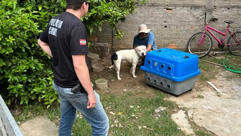 Homem é preso por maus-tratos a cão em SC; pitbull era usado para procriação e venda de filhotes
