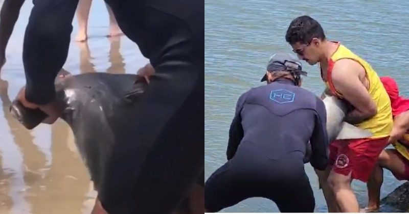 Tubarão-martelo surpreende banhistas e é resgatado em Laguna, SC; VÍDEO