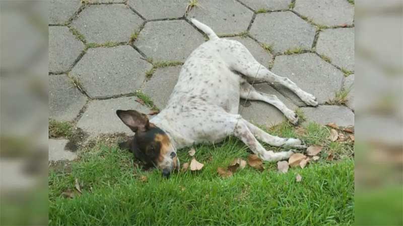 Morador relata envenenamento de cães no bairro Graziela, em Morro da Fumaça, SC