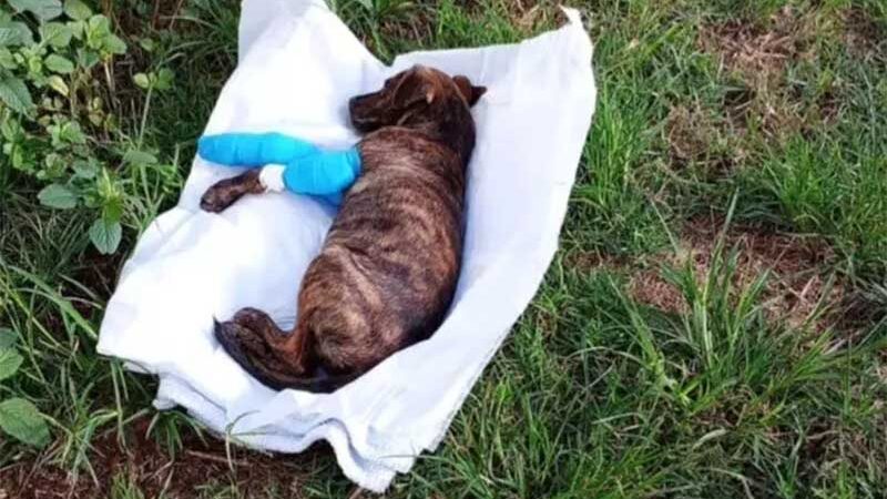 Cachorro é abandonado com faixas após ser atropelado em Palhoça (SC), perde pata e agora busca lar